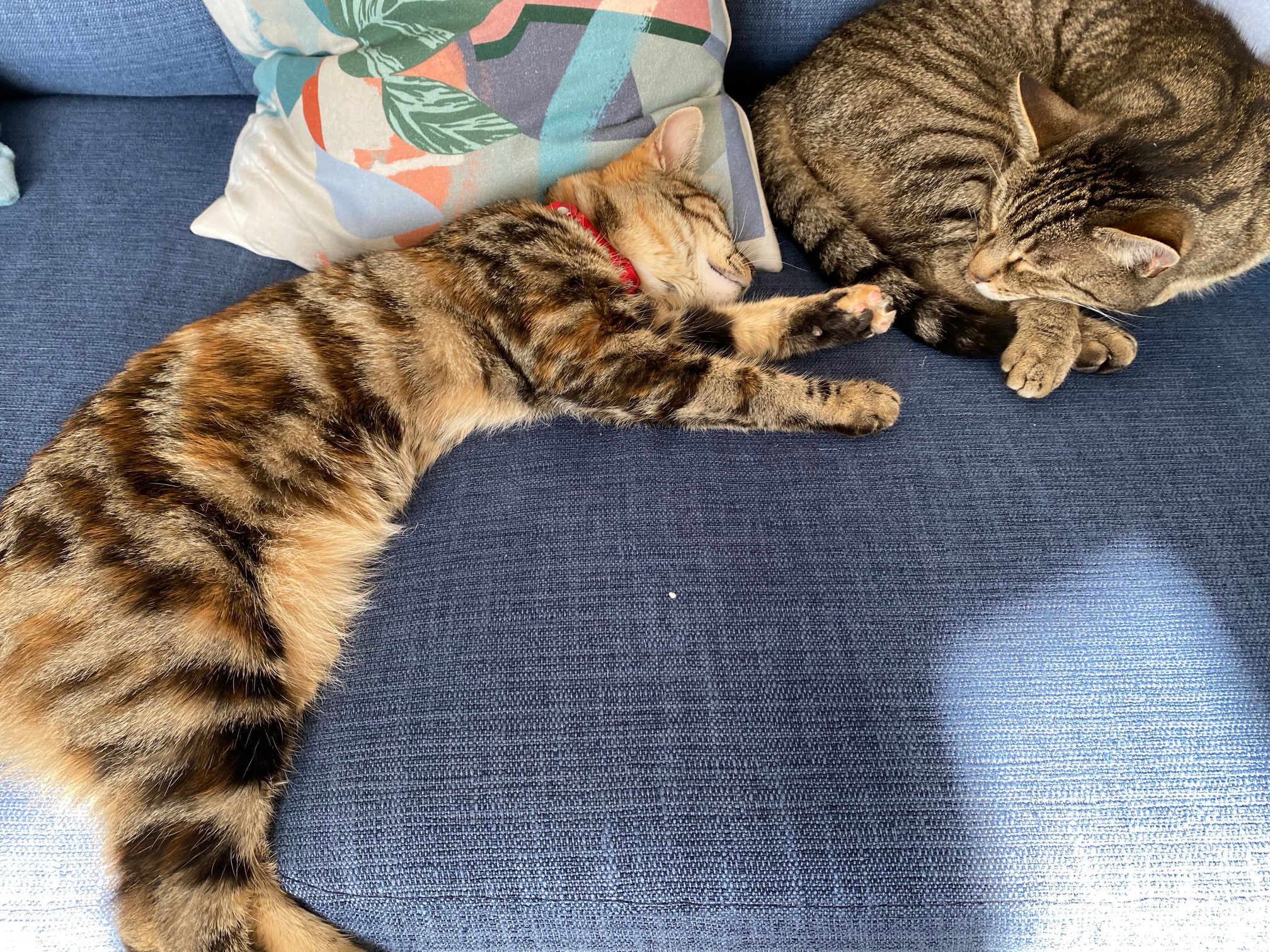 Cats-lying-in-sunshine
